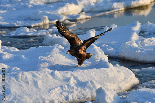 Bird watching with floating ices in winter