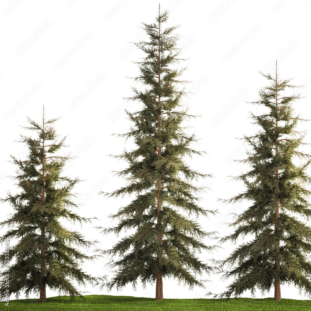  Spruce And Fir Trees For The Park on a white background