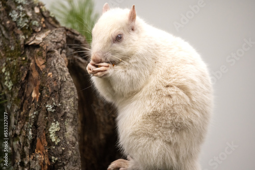 Fototapeta Naklejka Na Ścianę i Meble -  White squirrel on a branch of tree stump
