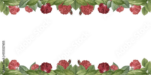 Ornamental rose floral border, decorative frame and plants on isolated empty background