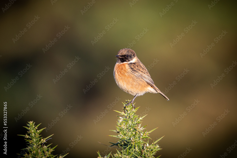 Fototapeta premium Stonechat female on a prickly plant