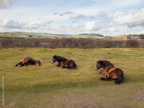 Exmoor ponies relaxing on short grass