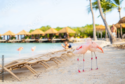 Pink flamingos at beach