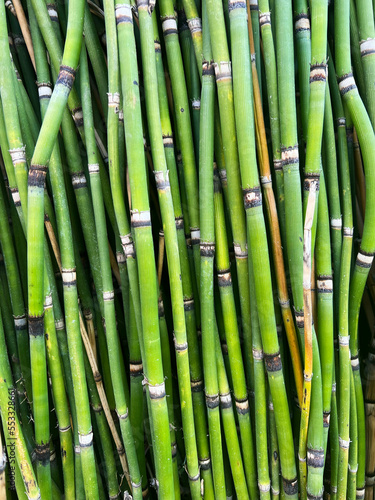 green tiny bamboo texture pattern