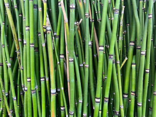 green tiny bamboo texture pattern
