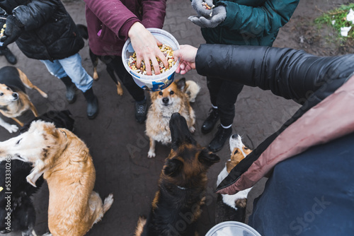 Photography Shelter dogs wait for treats