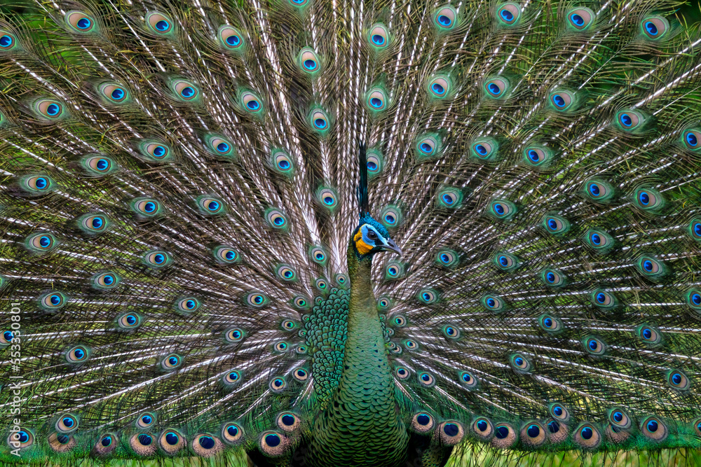 Obraz premium Beautiful female and male Peacock with beautiful color flying 