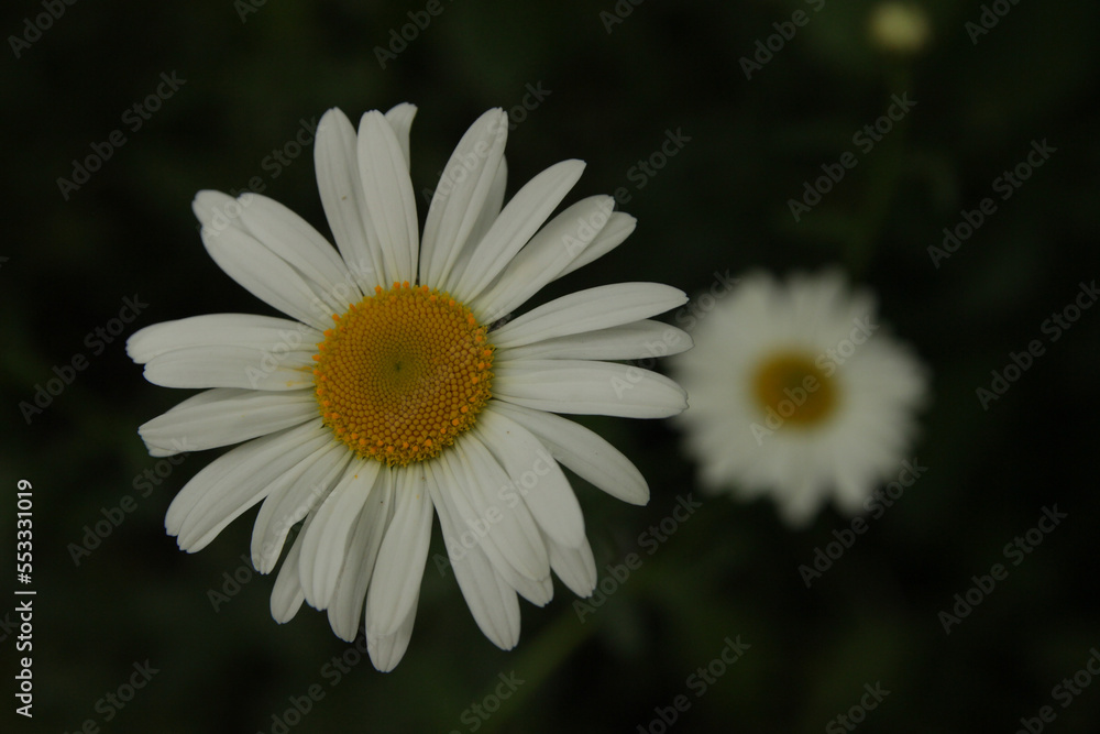 Chamomile, a summer medicinal plant in the garden. Chamomile, a summer medicinal plant in the garden.