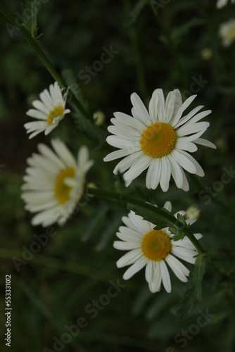 Chamomile, a summer medicinal plant in the garden.