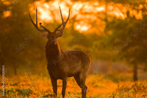 Timor Deer located in Baluran National Park in Situbondo  Banyuwangi  East Java. Baluran is called little africa in java in sunrise