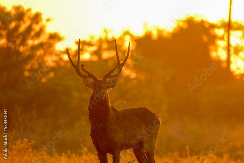 Timor Deer located in Baluran National Park in Situbondo  Banyuwangi  East Java. Baluran is called little africa in java in sunrise