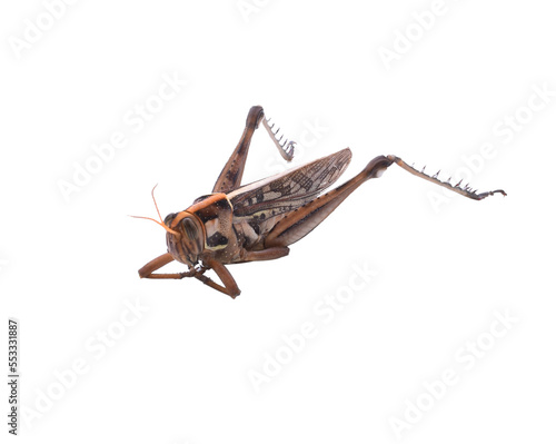 Grasshopper in front of transparent png