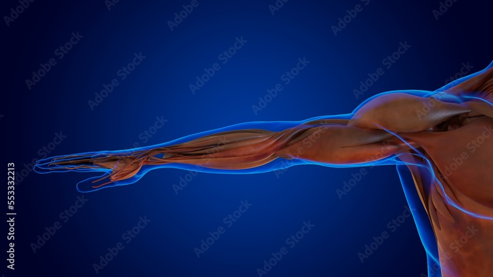 Fototapeta premium human damage muscle anatomy for medical concept 3D