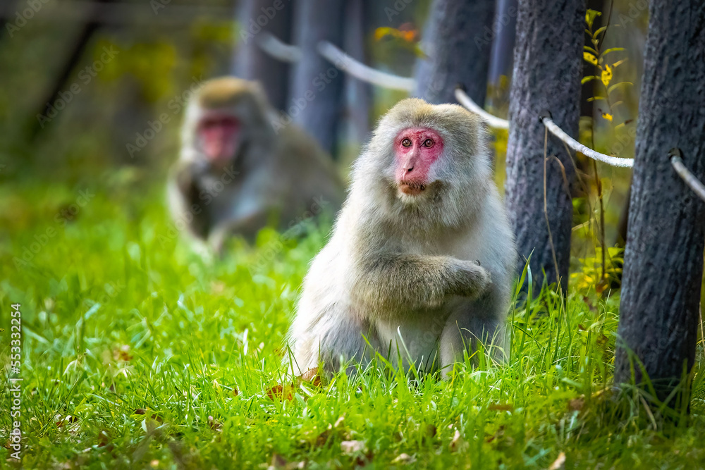 Cute wild japanese snow monkeys eatingin Nikko national park Cute wild japanese snow monkeys eatingin Nikko national park