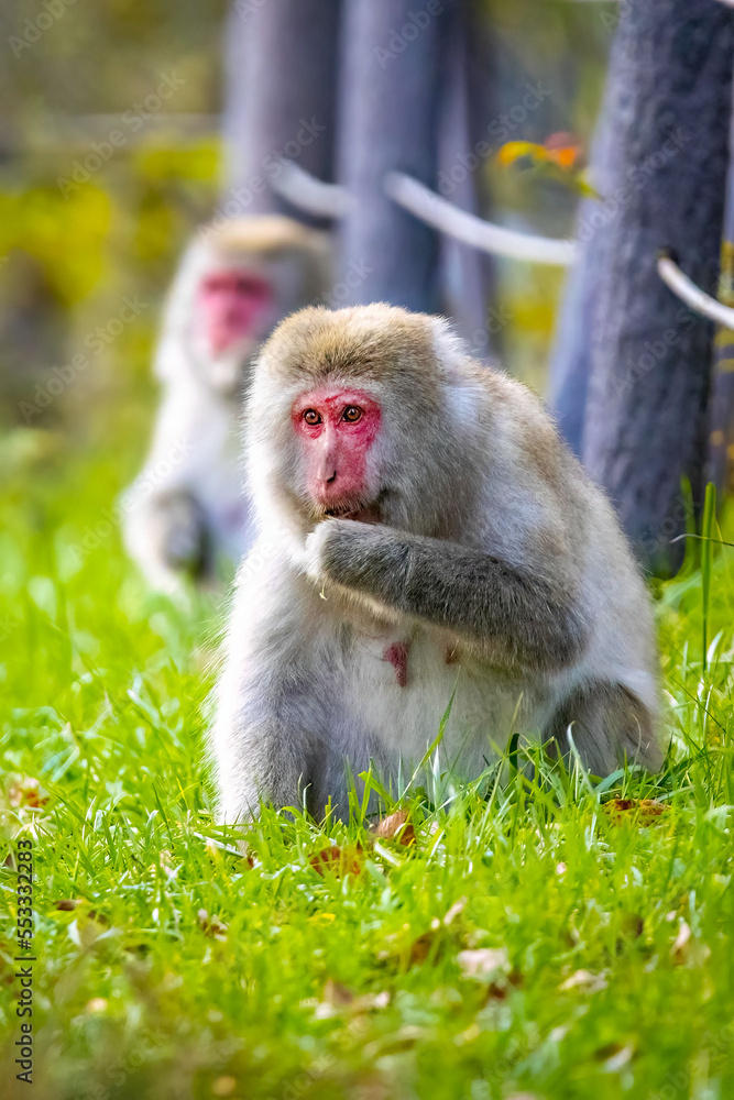 Cute wild japanese snow monkeys eatingin Nikko national park Cute wild japanese snow monkeys eatingin Nikko national park