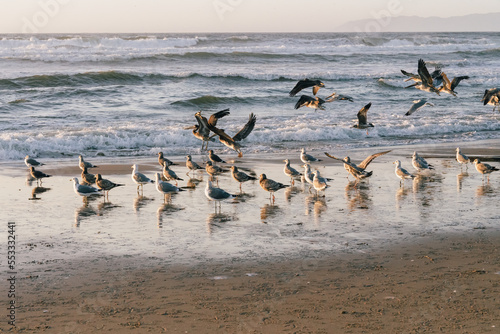 Sunset on the beach and flock of birds, pelicans and seagulls. Beautiful sea, and clear sky