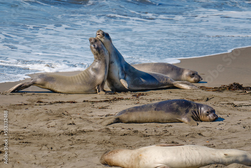 Seals on the beach, Group of young elephant seals close up, California