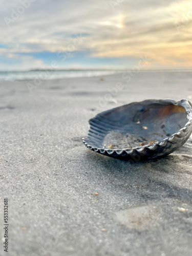 Large seashell on the beach, sand