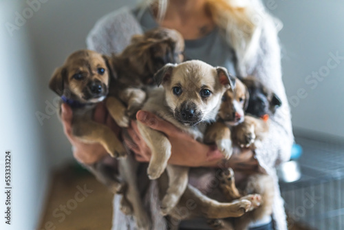 Temporary home for rescued puppies. Unrecognizable person holding five small brown puppies in their arms. Blurred background. Indoor shot. High quality photo