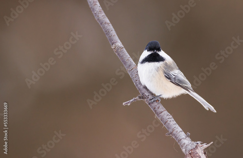 Front view of a Black capped chickadee on a branch