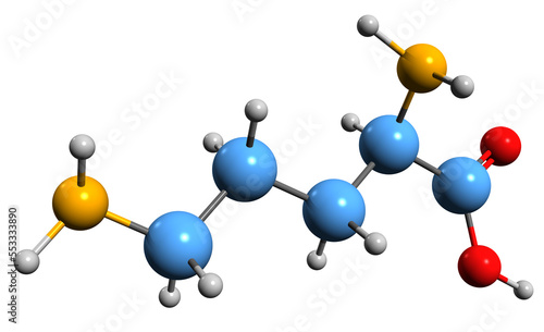  3D image of Ornithine skeletal formula - molecular chemical structure of  non-proteinogenic amino acid isolated on white background photo