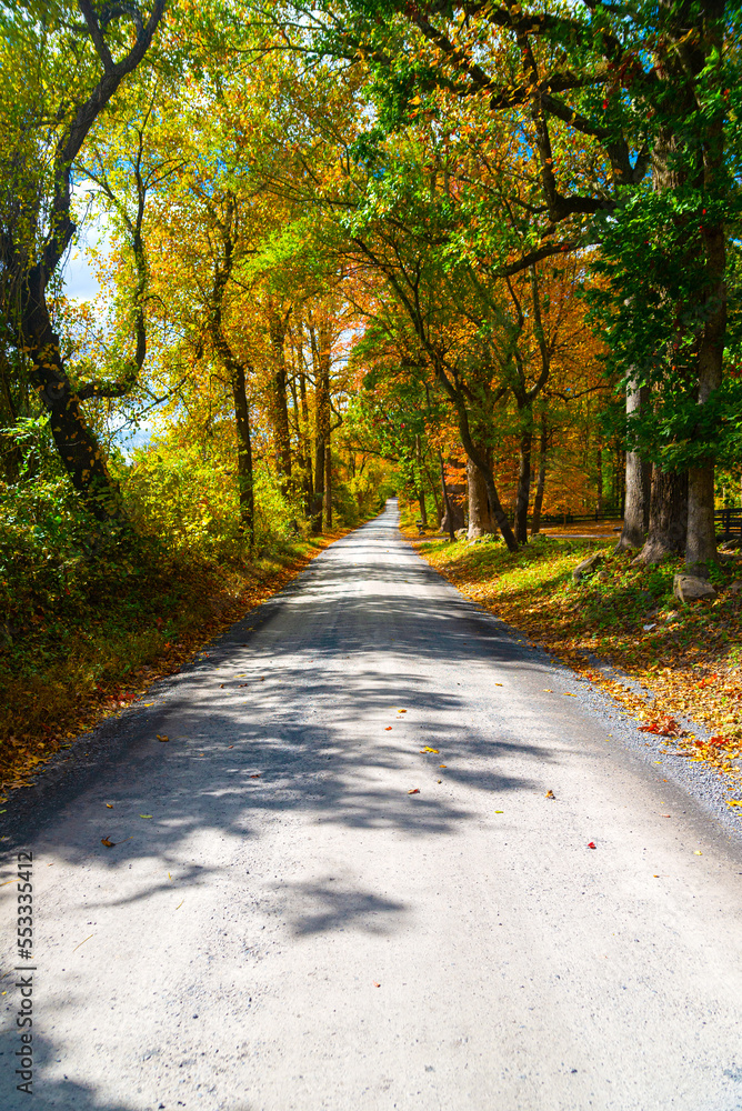 Dirt road in autumn forest. The autumn sun shines through the yellow and green leaves of the trees. The beauty of autumn nature.
