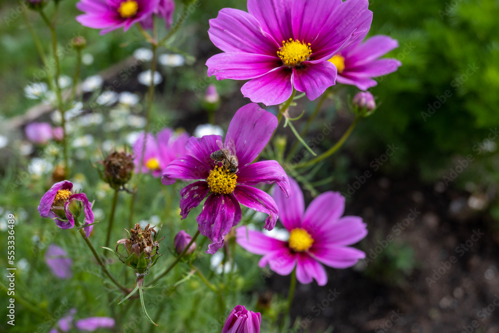 flowers in the garden flowers in the garden