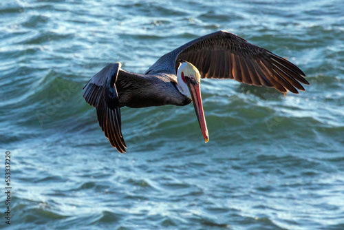 Pelican in flight before diving at Cambria on the California central coast United States photo