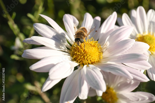 Insect on beautiful chamomile flower outdoors  closeup