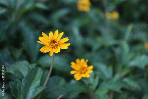 Yellow flower in a flower field
