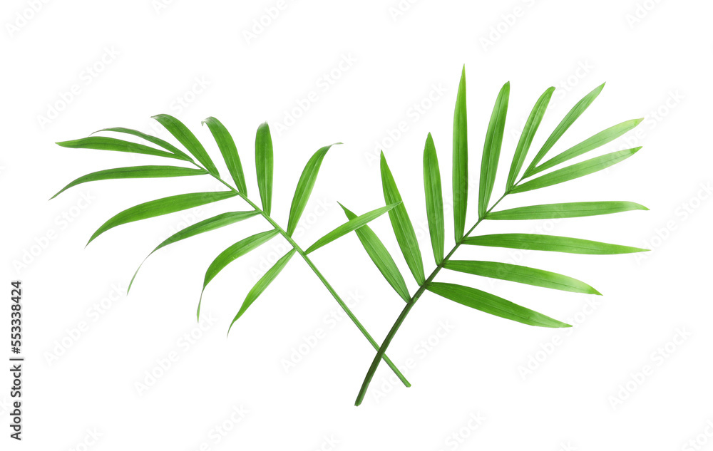 Beautiful green coconut leaves on white background Beautiful green coconut leaves on white background