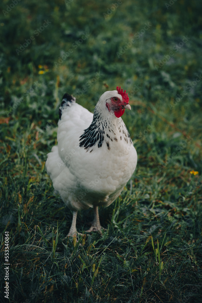Fototapeta premium Domestic hen standing on the grass.