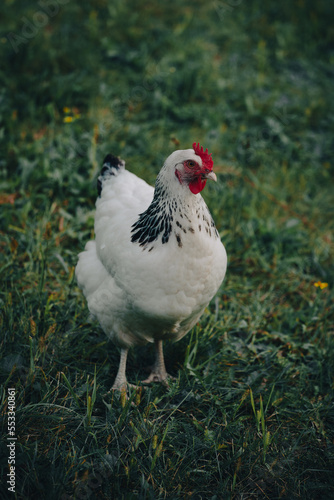Domestic hen standing on the grass.