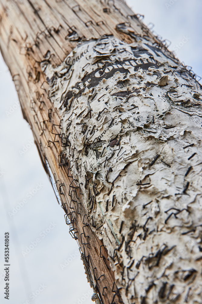 Detail of layers of staples and paper on wood telephone pole Detail of layers of staples and paper on wood telephone pole
