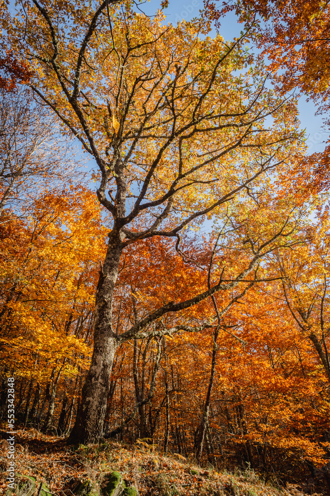 São Lourenço Beech Tree Forest, pathway leaves fall in ground landscape on autumnal background in November, Manteigas, Serra da Estrela, Portugal.