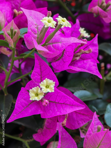 Fleur violette de bougainvillier