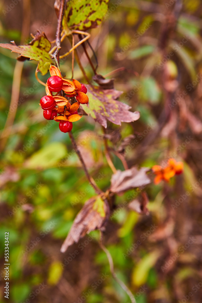 Red berries on branches in detail on plants Red berries on branches in detail on plants