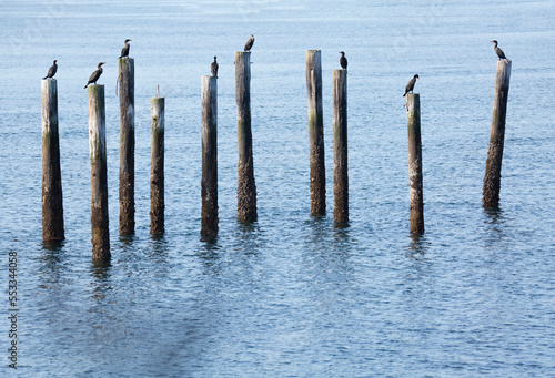 Cormorants perched on pilings in Tacoma, WA
