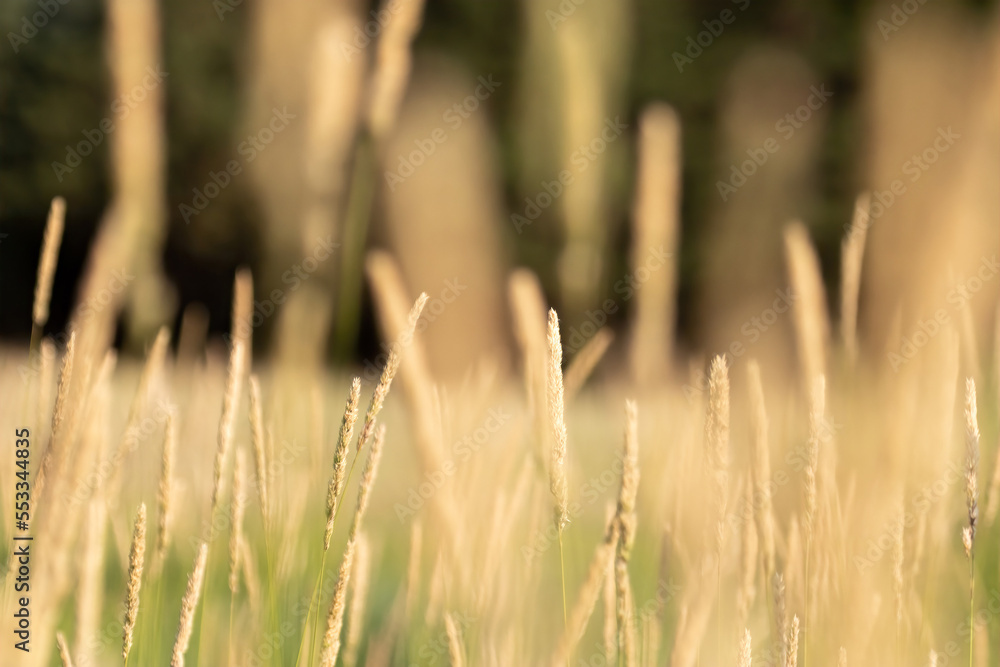 Golden Grass Glowing and Growing
A field of grass and seed heads. Selective focus, grass in the foreground is blurry. Golden Grass Glowing and Growing
A field of grass and seed heads. Selective focus, grass in the foreground is blurry.