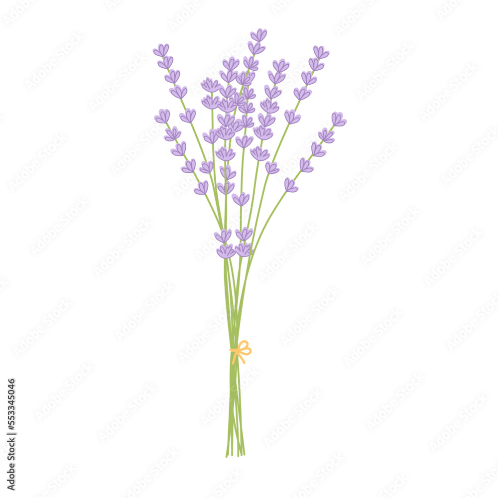 Fototapeta premium bunch of lavender isolated on white