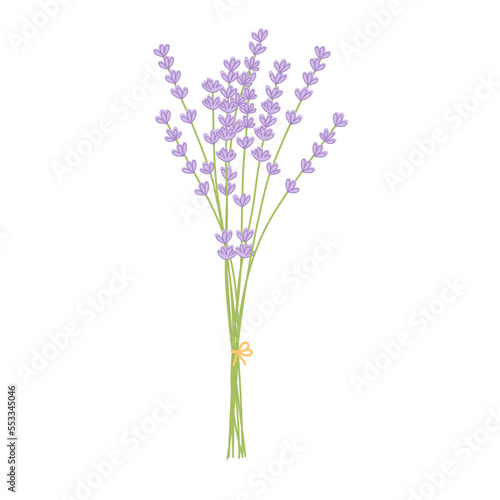 bunch of lavender isolated on white