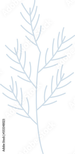 Fototapeta Naklejka Na Ścianę i Meble -  Winter botanical pine leaf branch