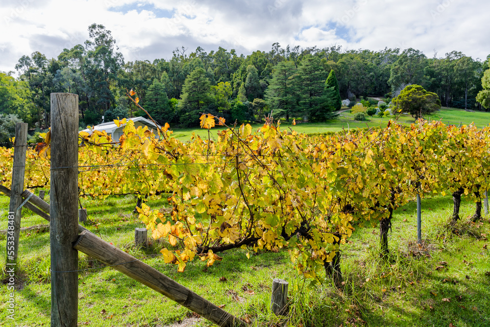 Grape vines in Perth Hills Wine Region. Autumn colours. End of growing season.