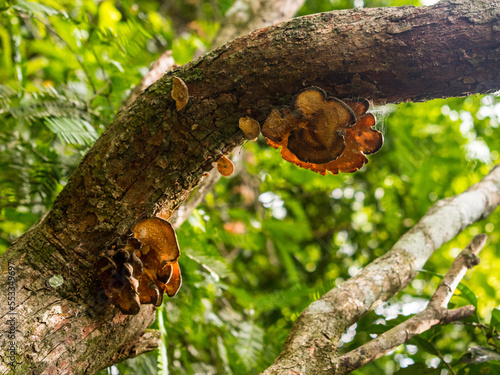 wild mushrooms in iguazu rainforest