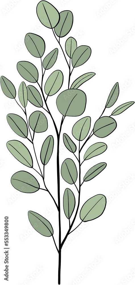 simplicity eucalyptus leaf freehand drawing. simplicity eucalyptus leaf freehand drawing.