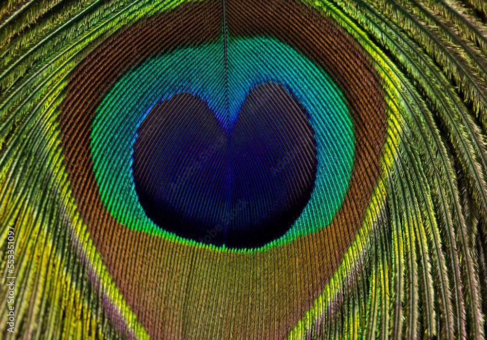 Obraz premium Peacock feather background. Peacock feather in full frame.