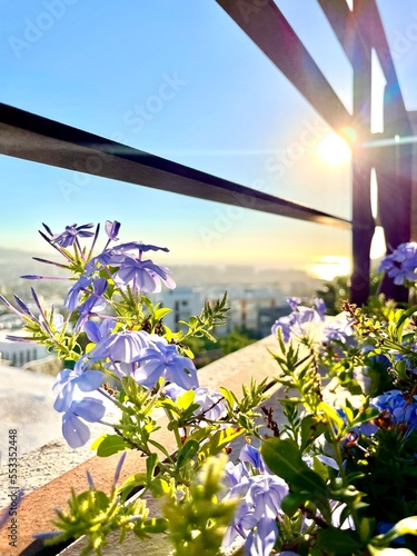 flowers on the beach