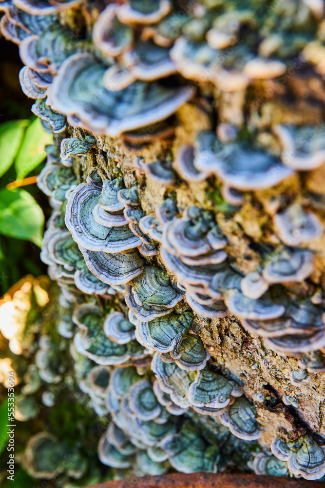Log covering in beautiful small green fungi mushrooms Log covering in beautiful small green fungi mushrooms