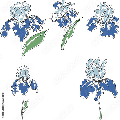 Japanese Iris flower set.hand drawn and painting iris flower.