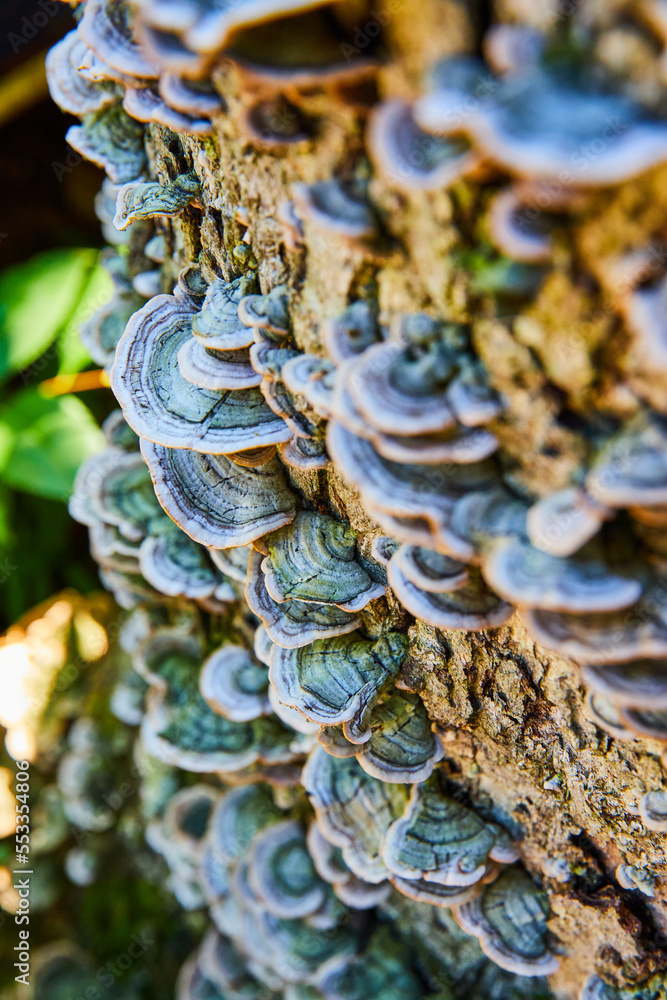 Detail of shelf mushroom fungi growing on log